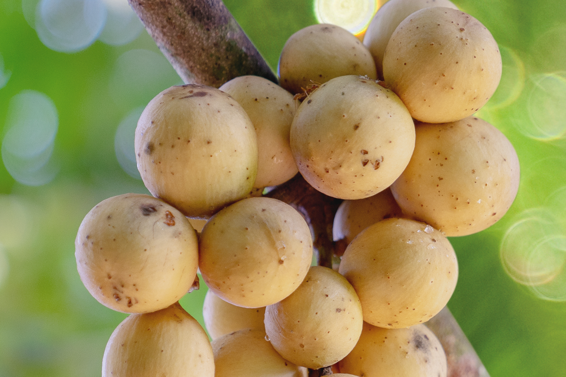 Bright Skin Putih Langsat Face Scrub 75 g